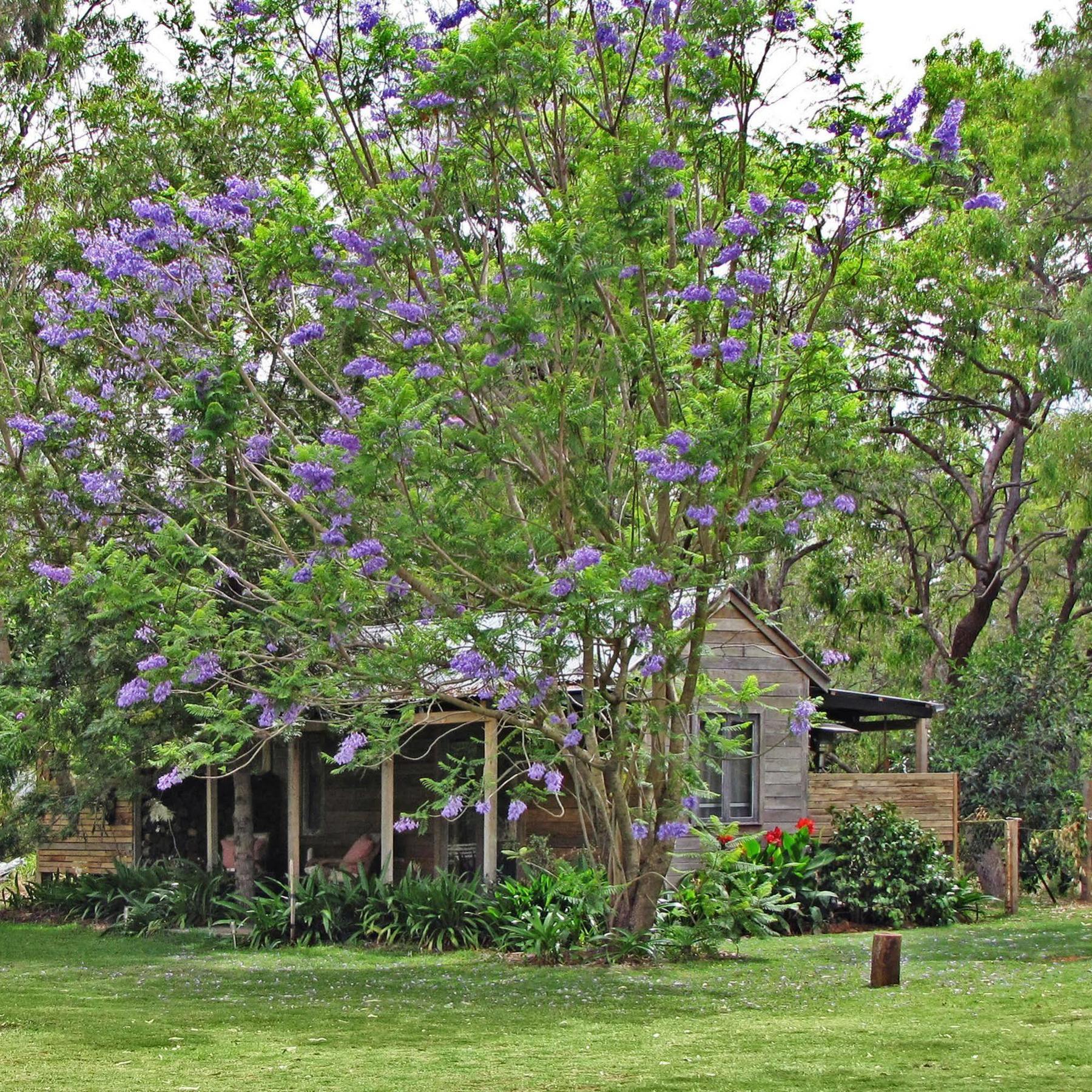 Hotel The Laurels Of Chinchilla Esterno foto